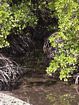 Entrance of a tidal creek entering into the northern side of the mangrove swamp. Locals have reported crocodile sightings in such settings.